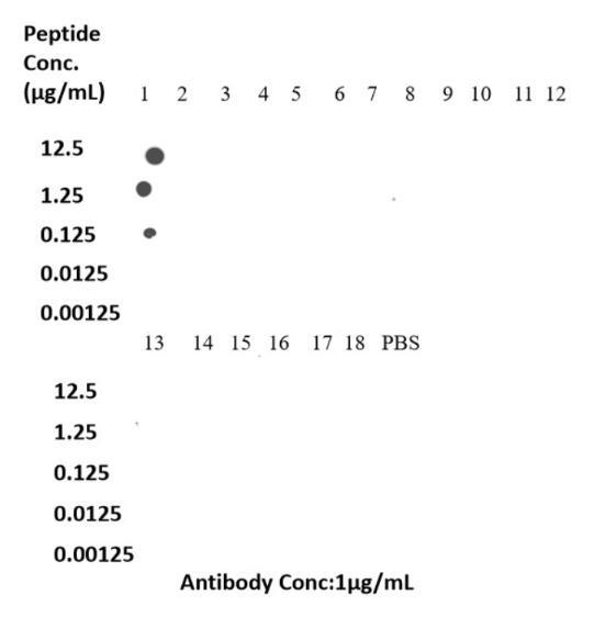 Dot Blot experiment of peptide using Acetyl-Histone H3 (Lys18) Recombinant antibody (82832-1-RR)